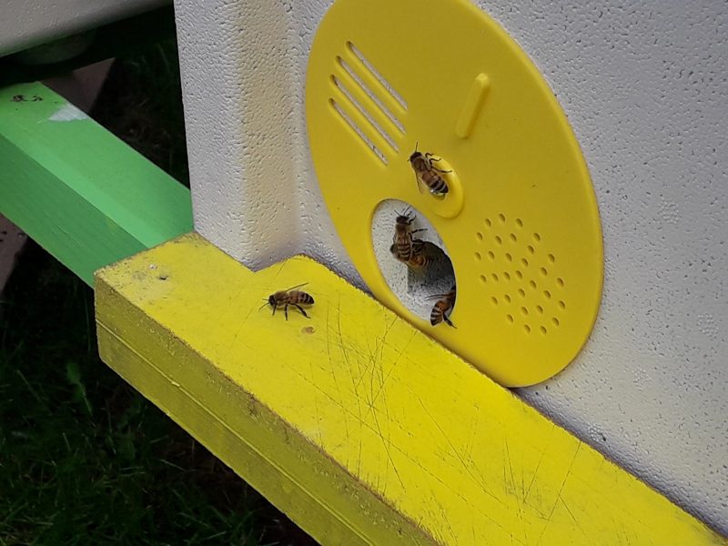 Bees For Sale Barry's Bees