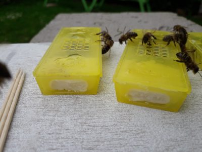 Buy Bees Online - Candy Plug with Seal Removed