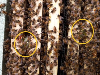 Buy Bees Online - Splits with two new Queen Bees