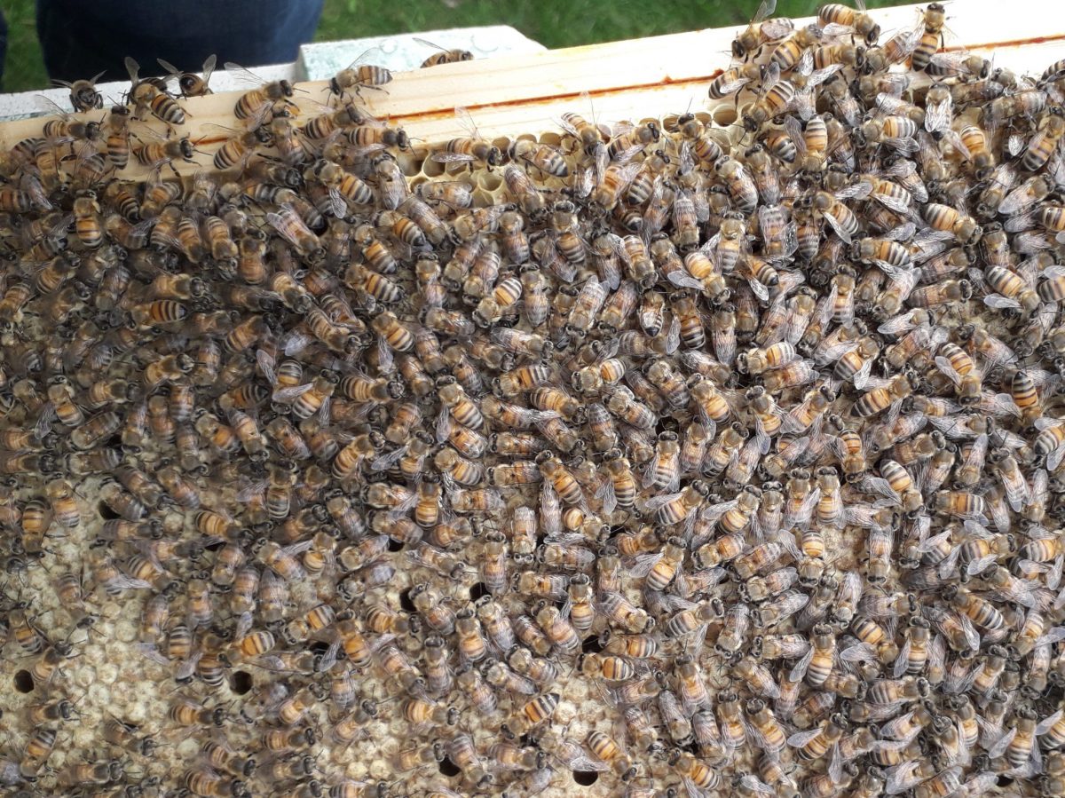 Bees For Sale Barry