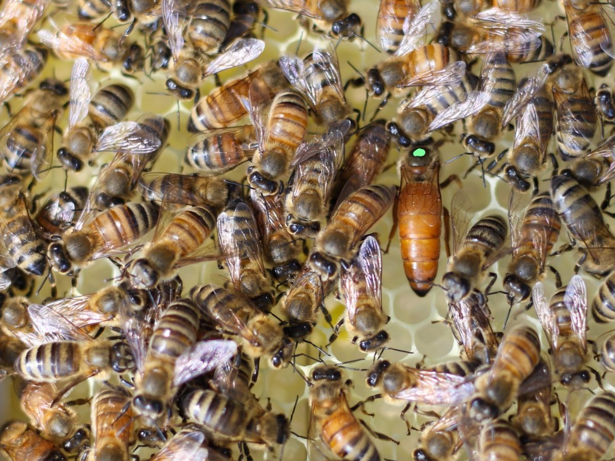 Buckfast Mated Queen - Barry's Bees