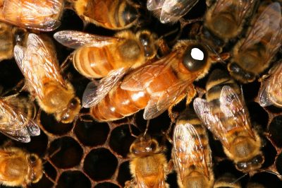 Buy Queen Bees Online - Italian Mated Queen