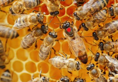 Buy Queen Bees Online - Buckfast Mated Queen