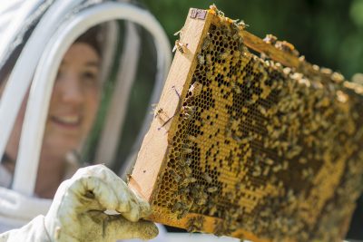 Bee Keeping - Courses