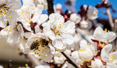 Barry's Bees Pollinating Service - Honey bee pollinating apricot blossom