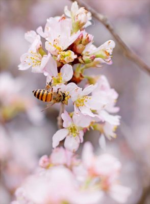 Barry's Bees Pollinating Service - Honey bee pollinating apple blossom